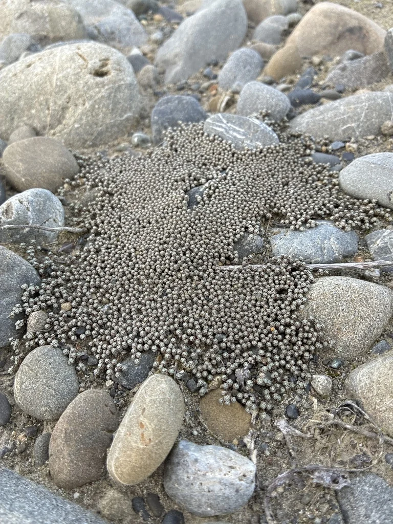 Raoulia Australis