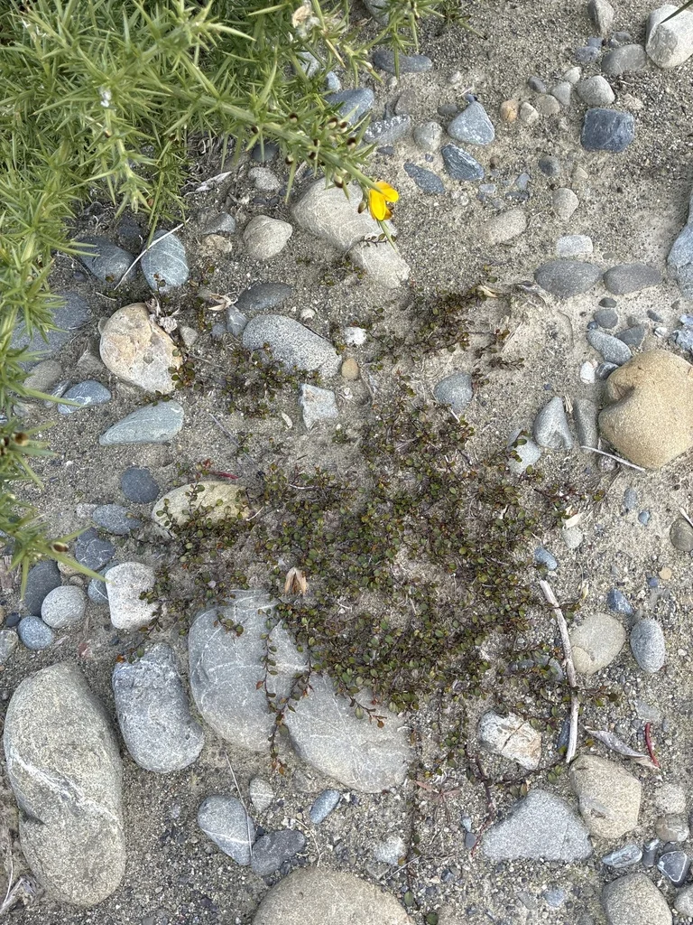 Muehlenbeckia axillaris