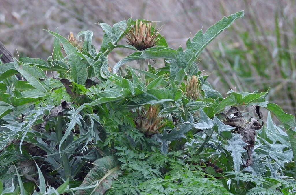 Cynara cardunculus