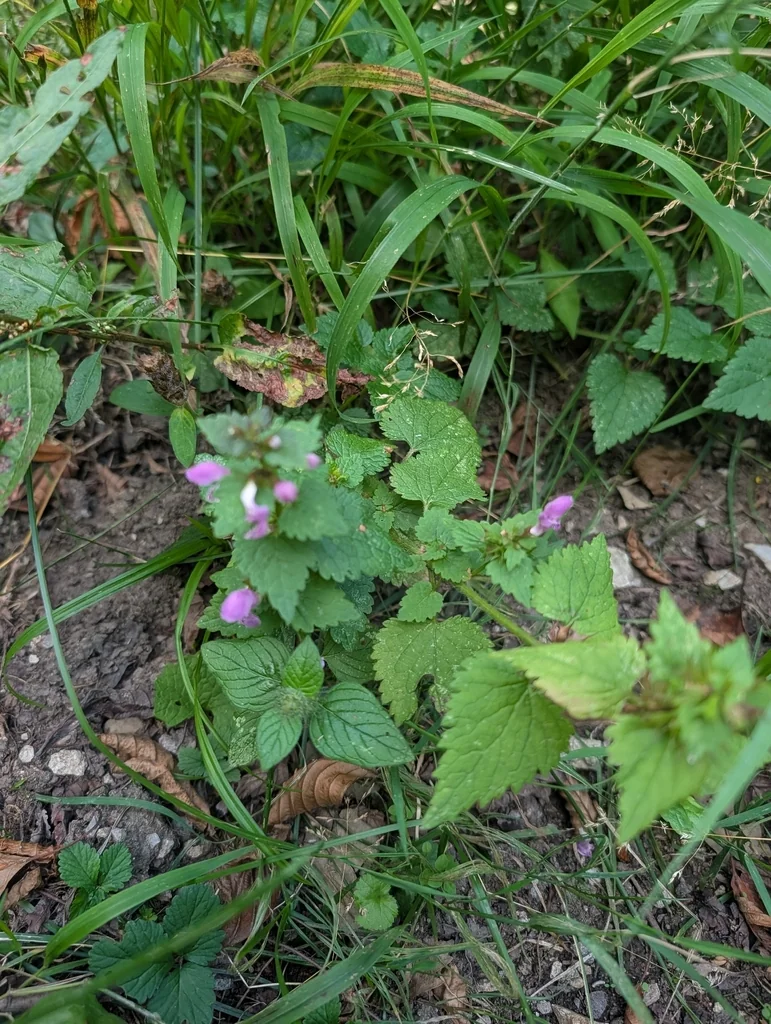 Lamium maculatum
