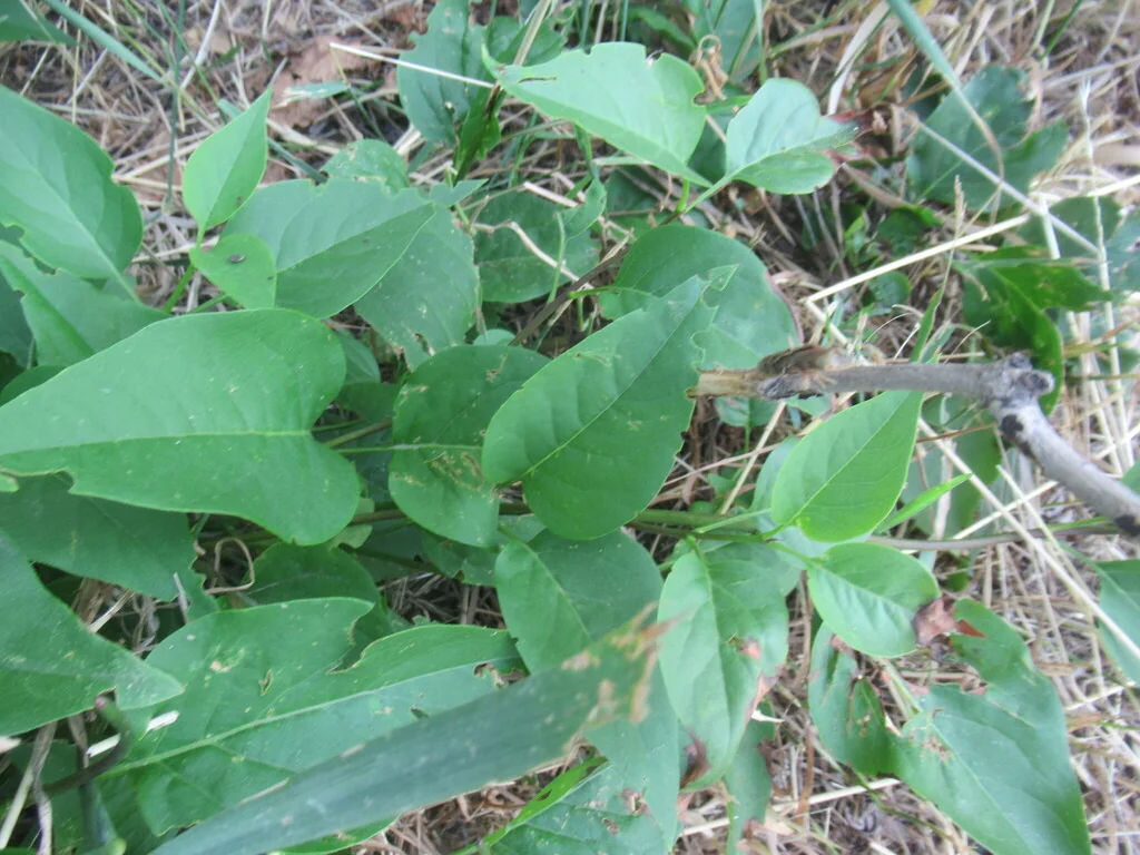 Syringa Vulgaris