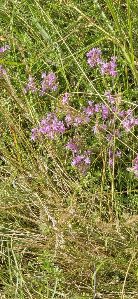 Thymus Serpyllum