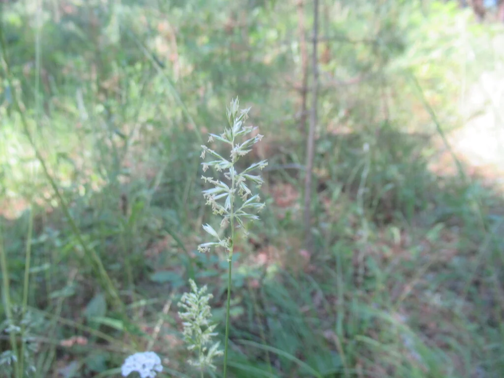 Koeleria Macrantha