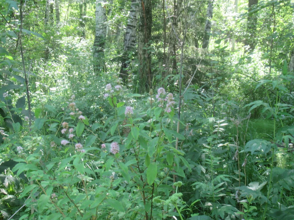 Spiraea Arguta