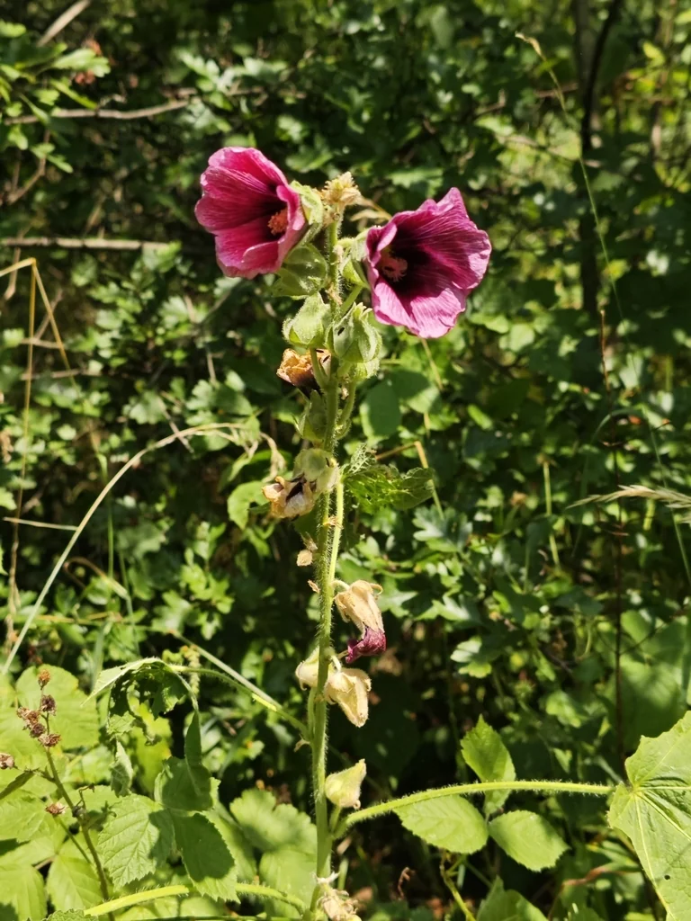 Alcea Rosea