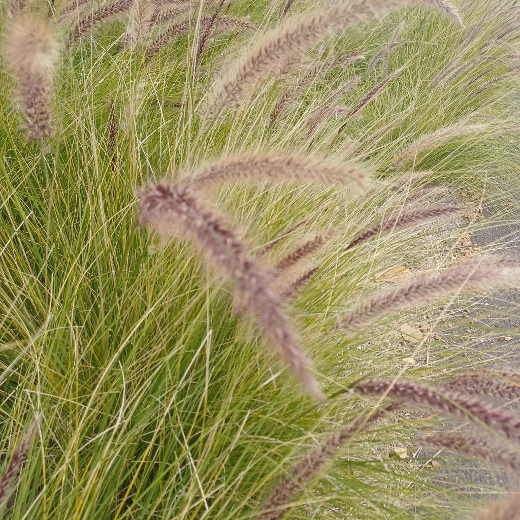Pennisetum Setaceum