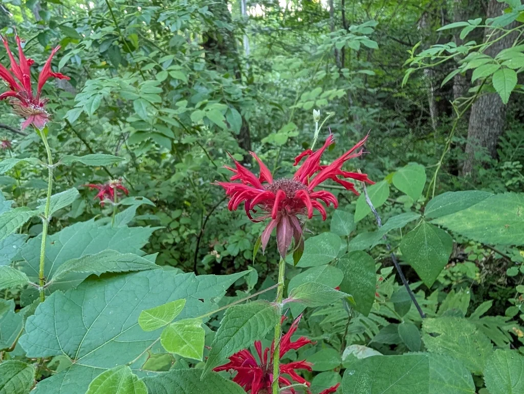 Monarda didyma