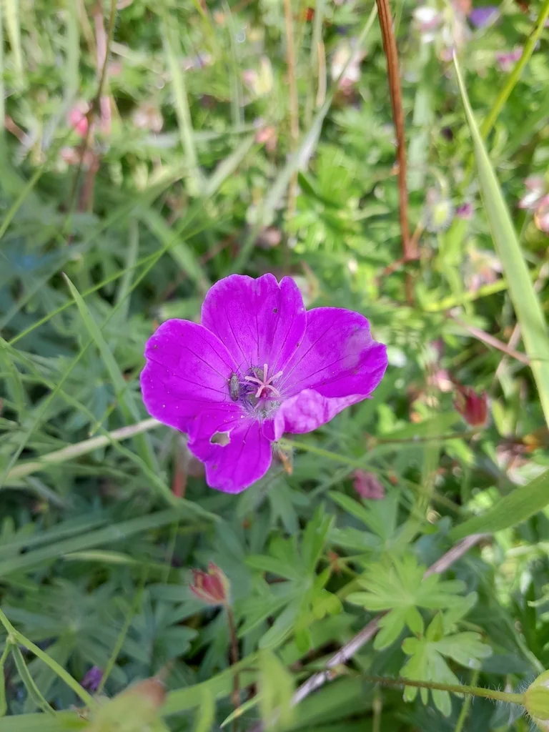 Geranium Sanguineum