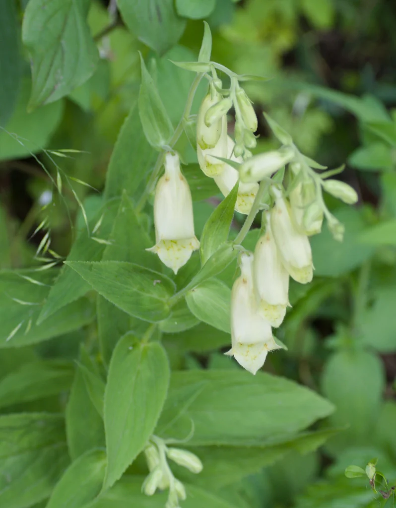 Digitalis Grandiflora