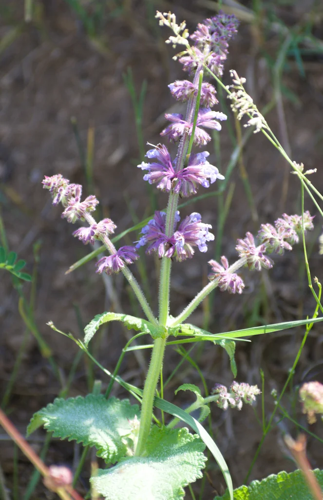 Salvia Verticillata