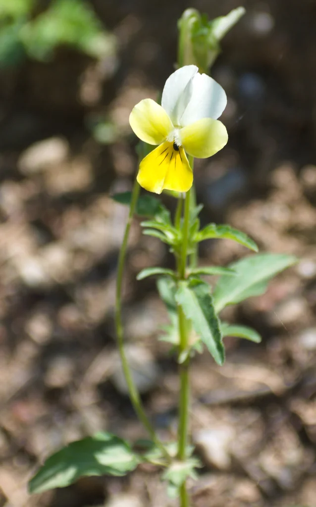 Viola Tricolor