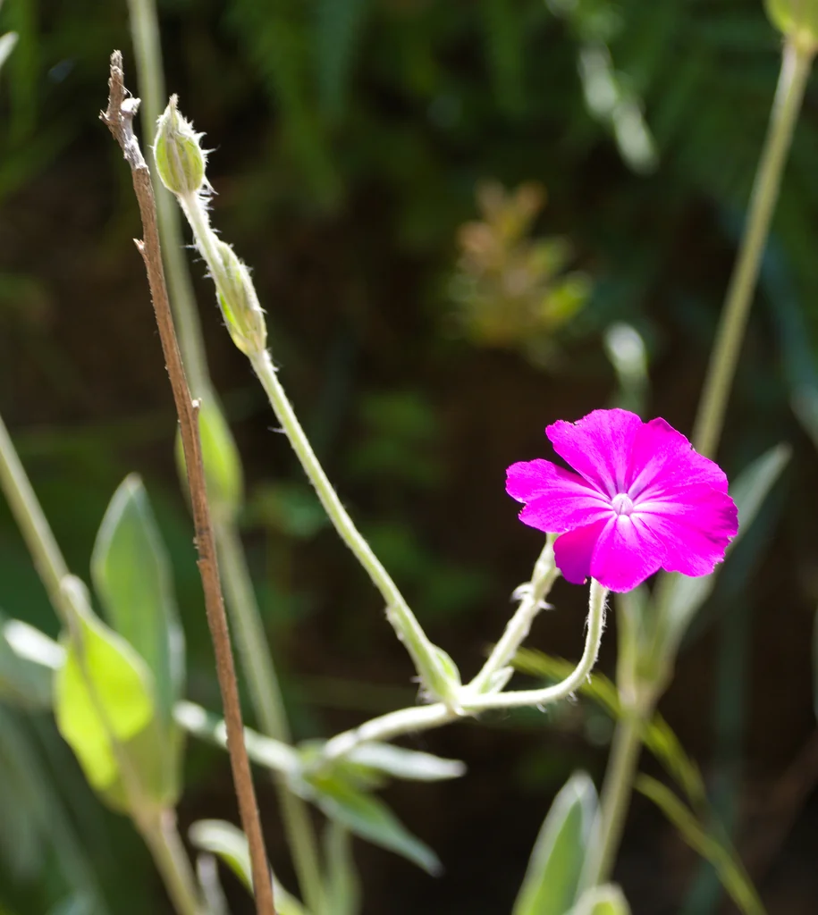 Lychnis Coronaria