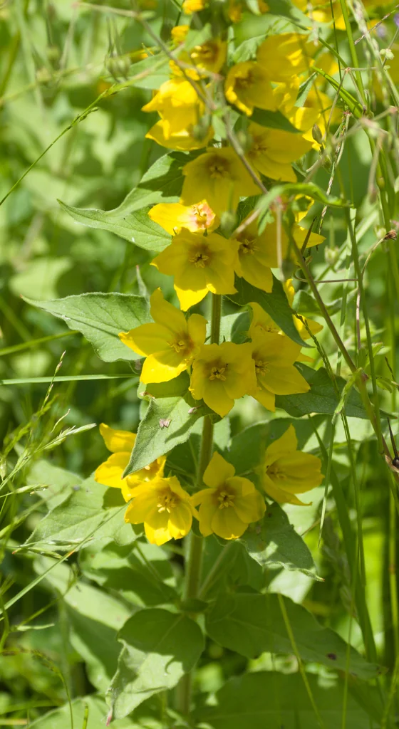 Lysimachia Punctata