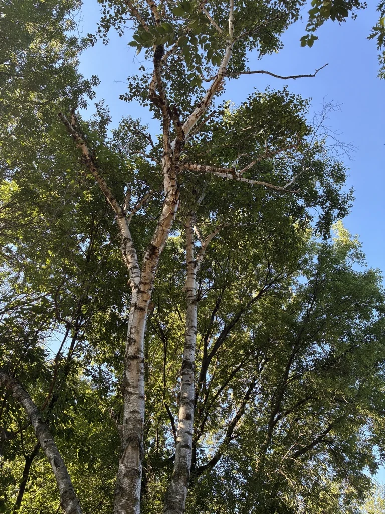 Betula Papyrifera
