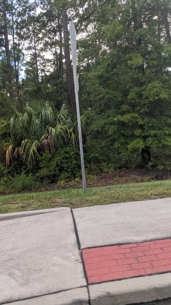 Sabal Palmetto