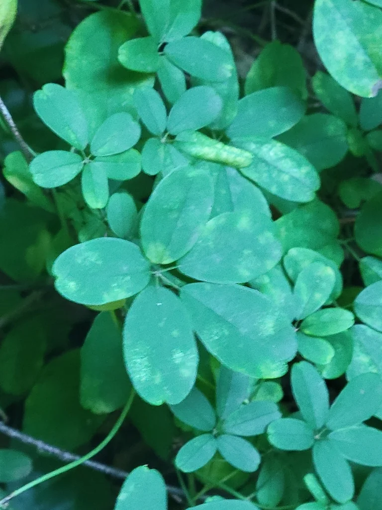 Akebia Quinata