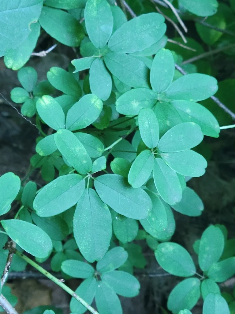 Akebia Quinata