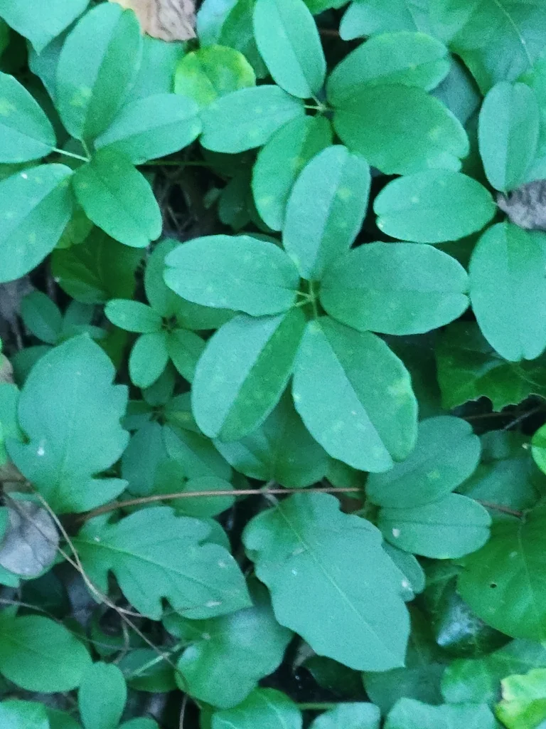 Akebia Quinata