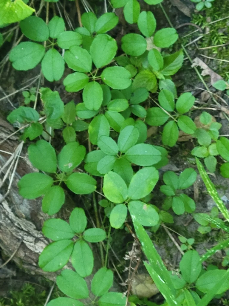Akebia Quinata