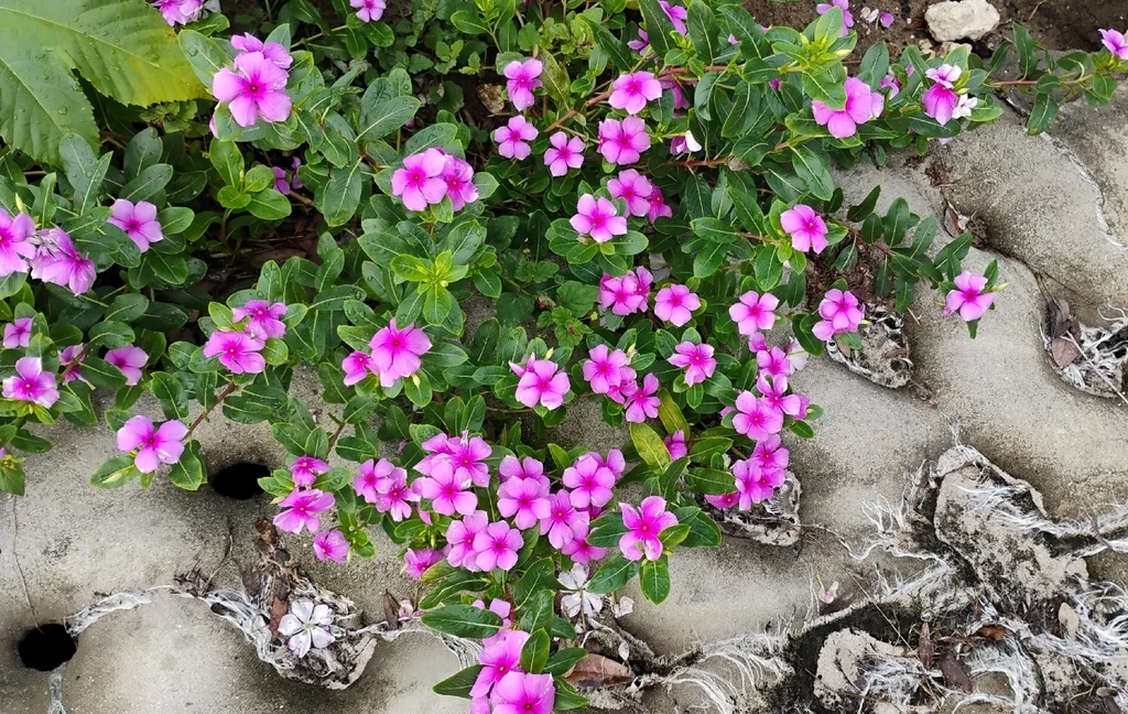 Catharanthus Roseus