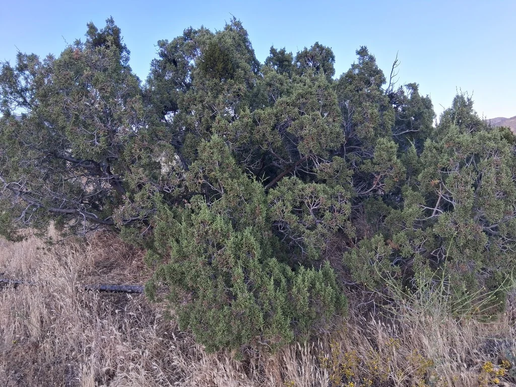Juniperus Californica