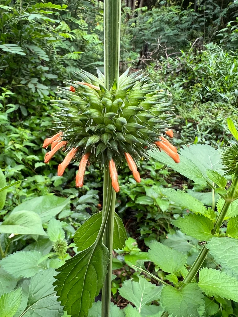 Leonotis Nepetifolia