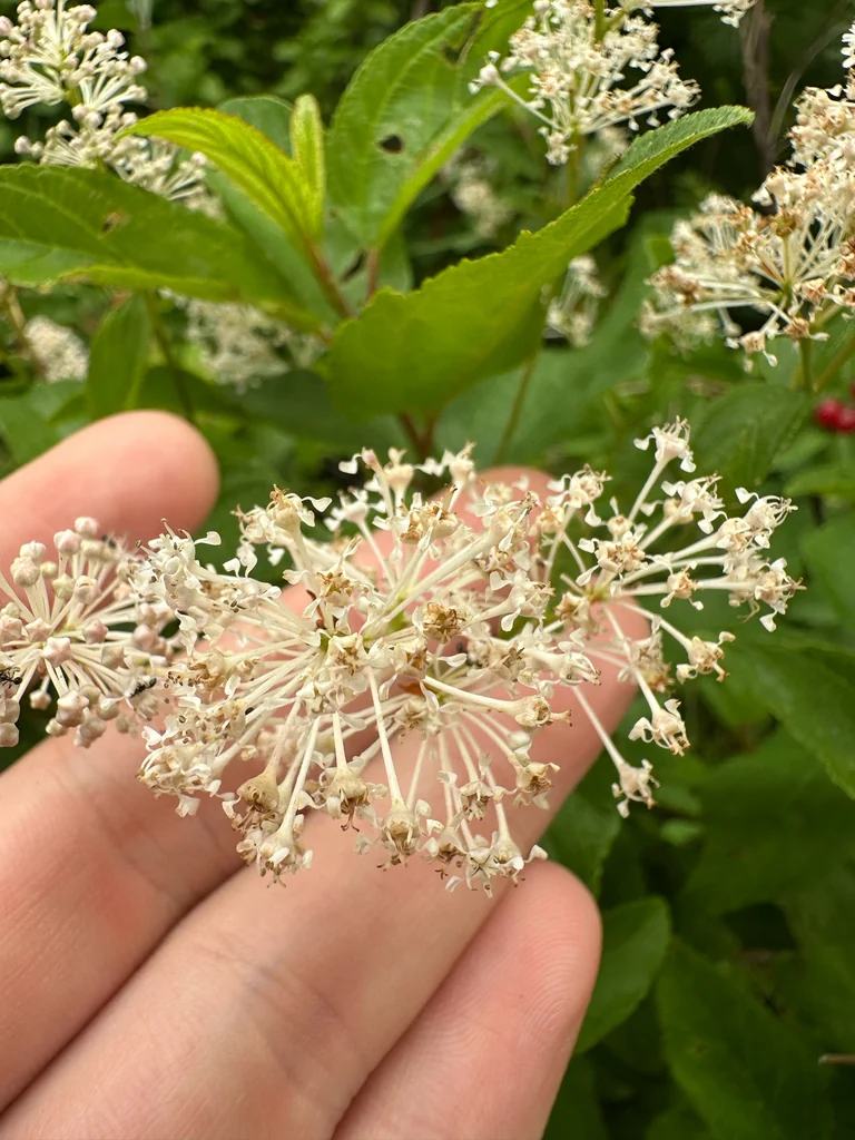 Ceanothus Americanus