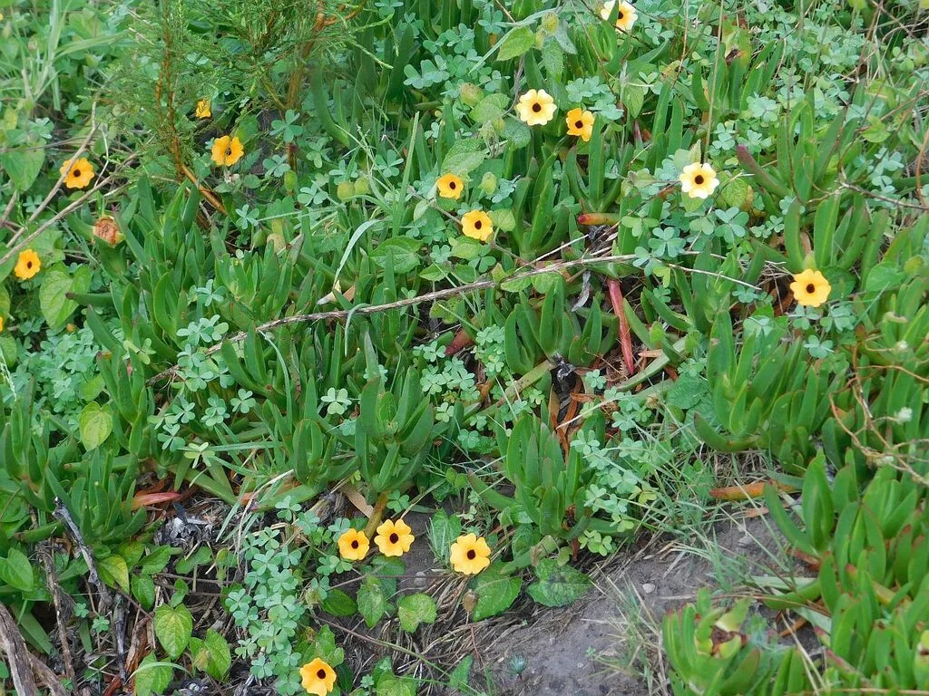 Thunbergia Alata