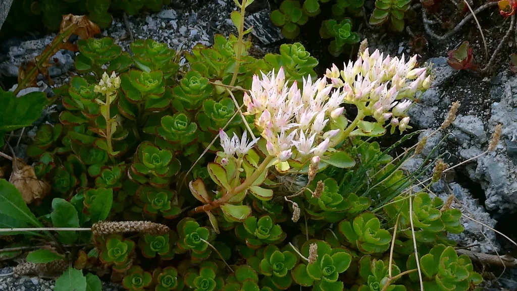 Sedum spurium
