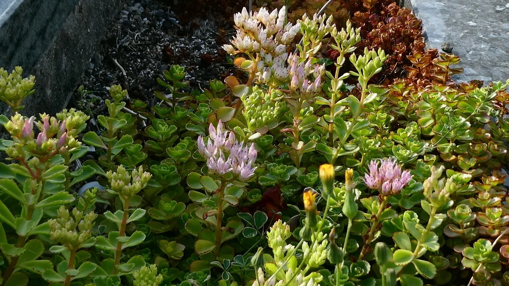 Sedum spurium