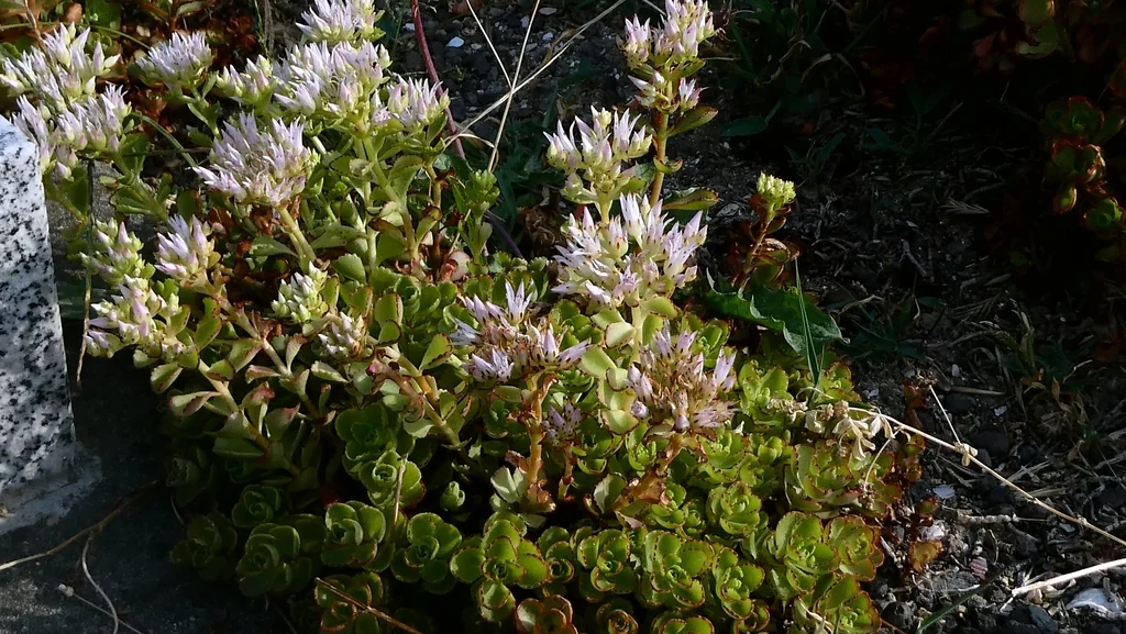 Sedum spurium