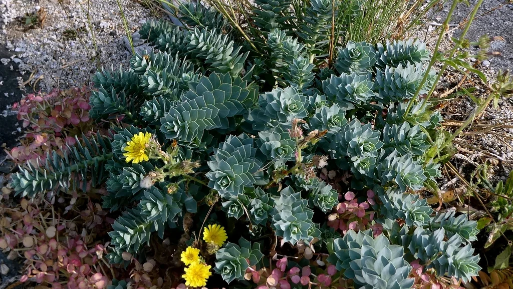 Euphorbia Myrsinites