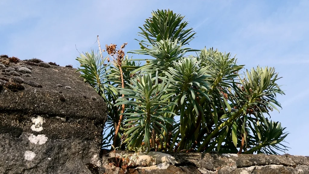 Euphorbia Characias