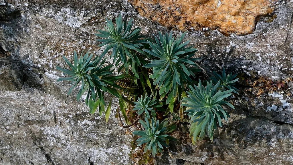 Euphorbia Characias