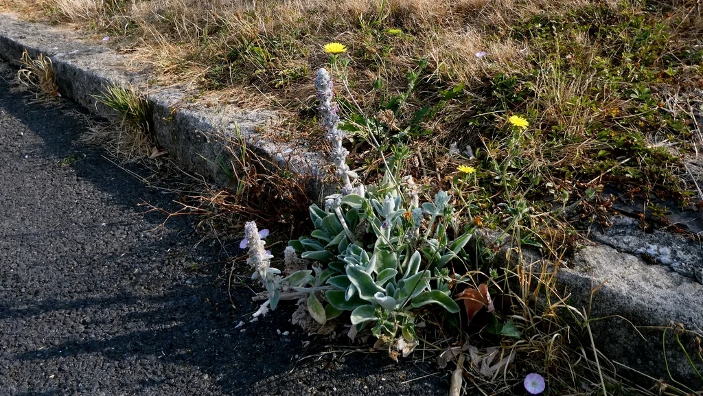Stachys Byzantina