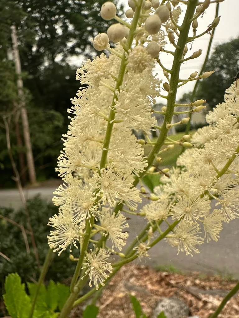 Actaea Racemosa