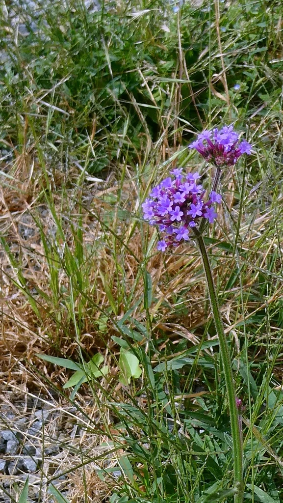 Verbena Bonariensis