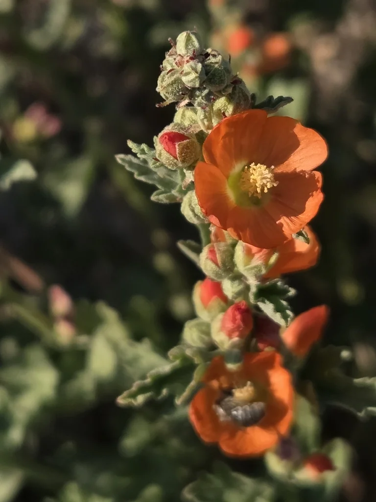Sphaeralcea Munroana