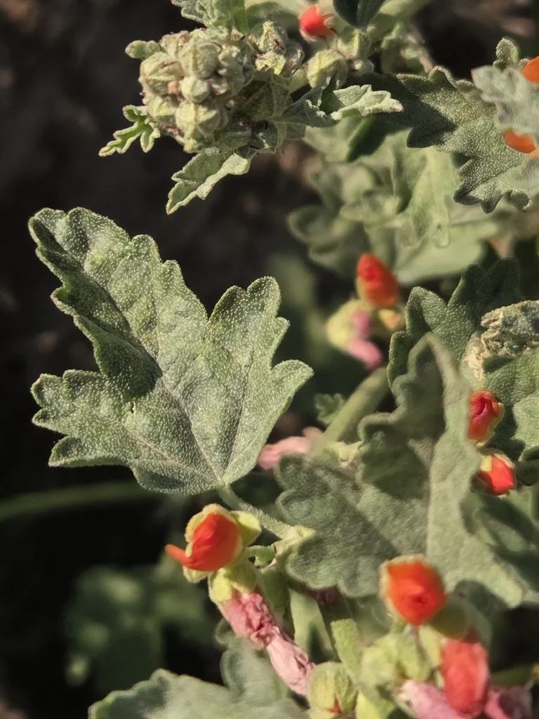 Sphaeralcea Munroana