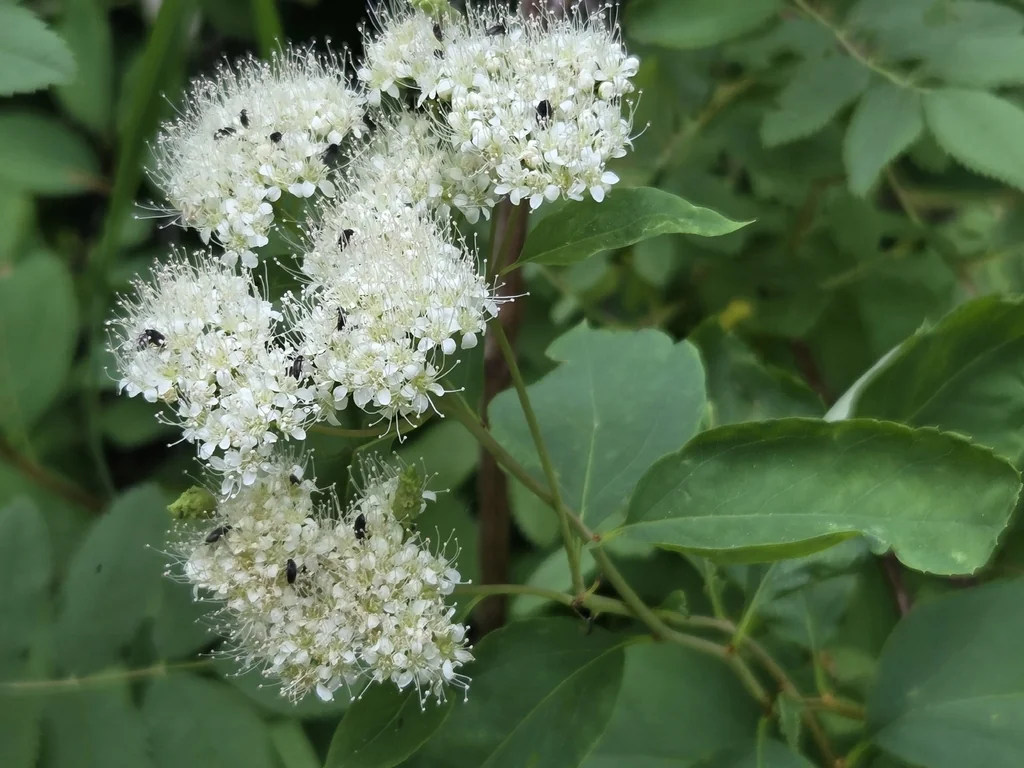Spiraea Betulifolia Var. Lucida