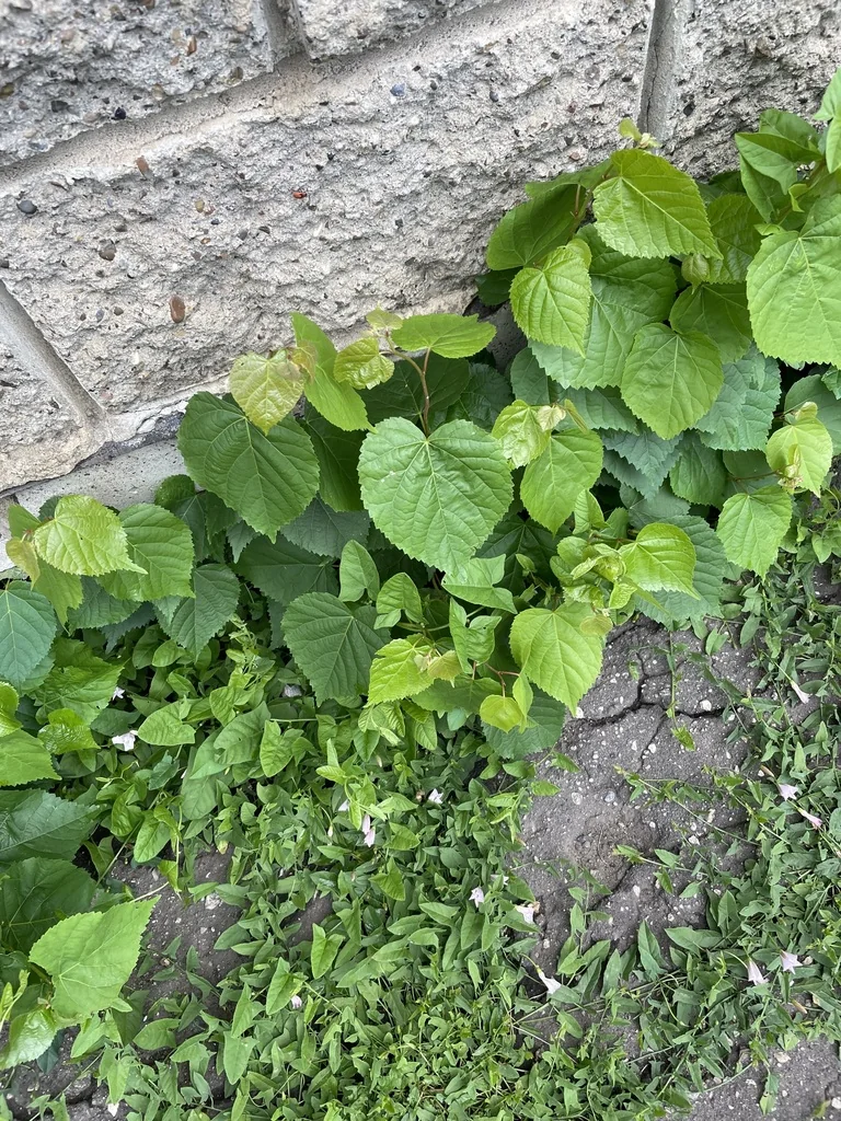 Tilia Cordata