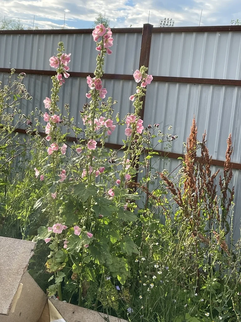 Alcea Rosea
