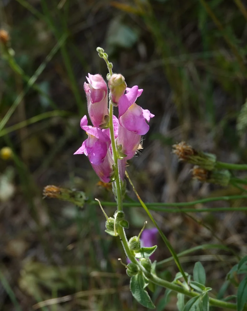 Antirrhinum Majus