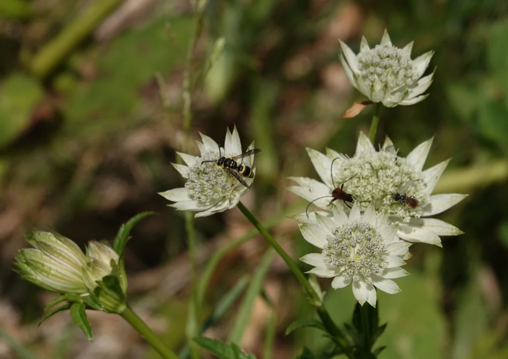 Astrantia Major