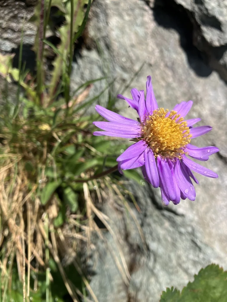 Aster alpinus