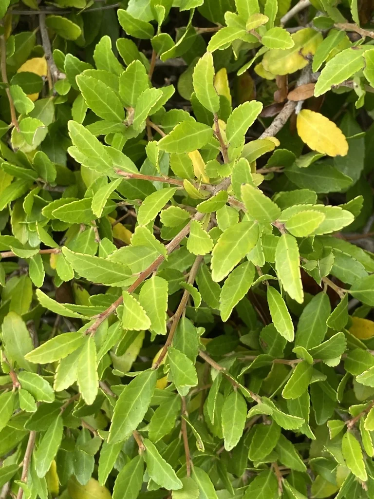 Ilex Vomitoria
