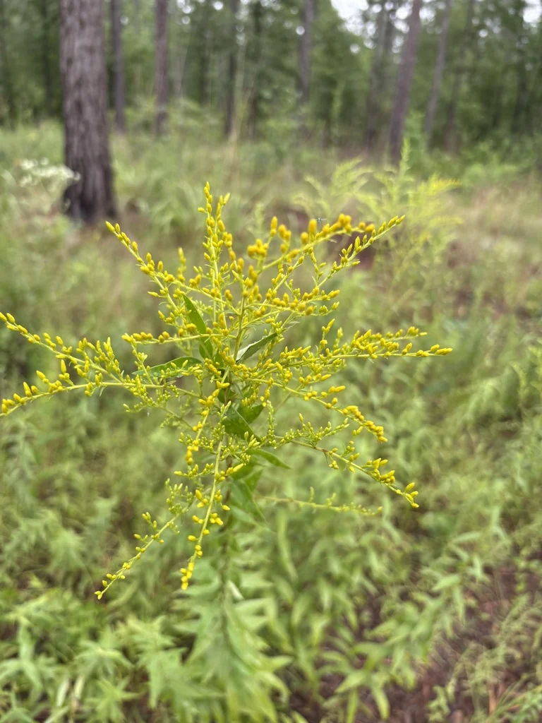Solidago Odora