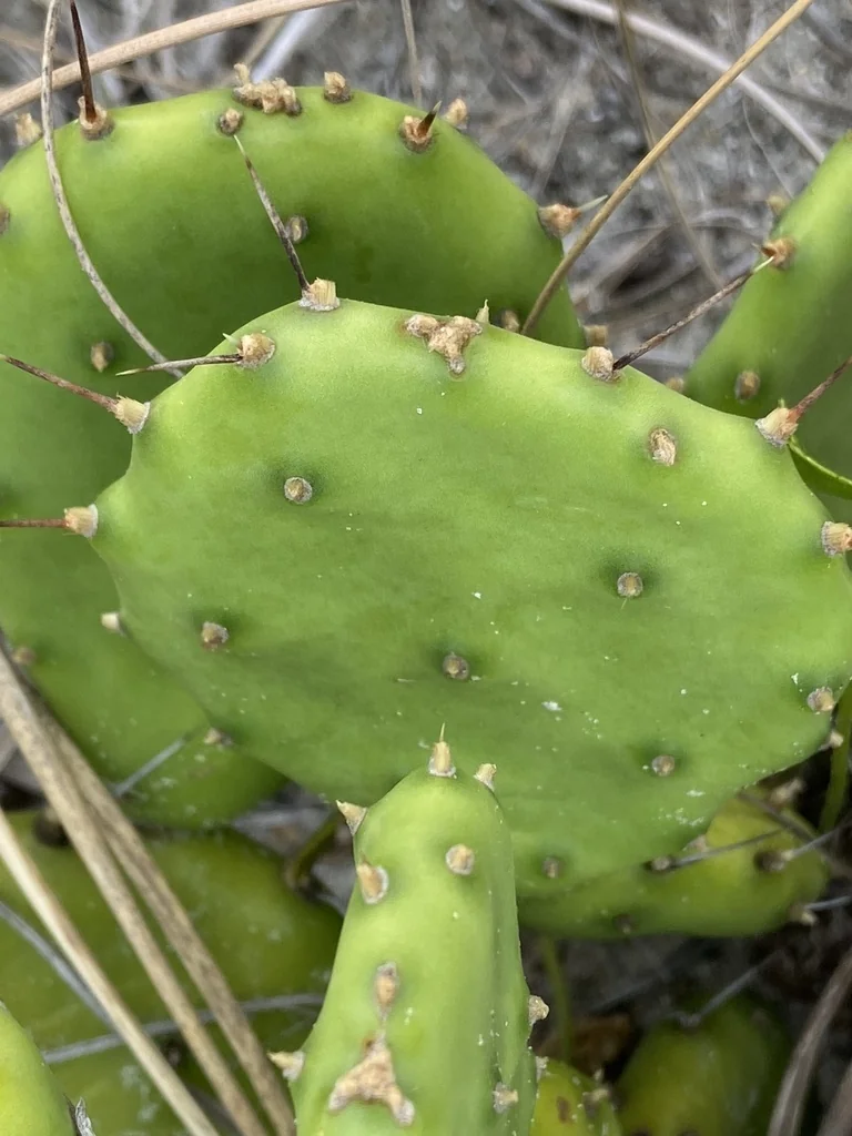 Opuntia Humifusa