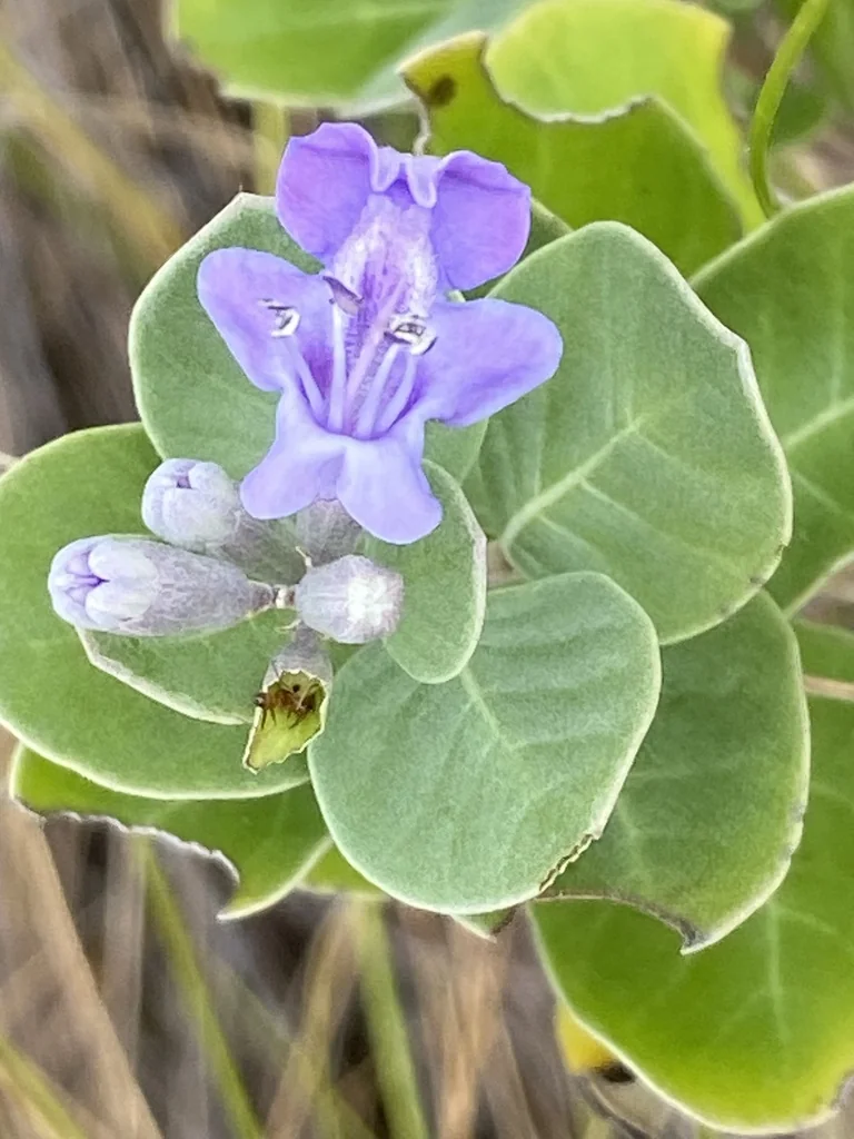 Vitex Rotundifolia