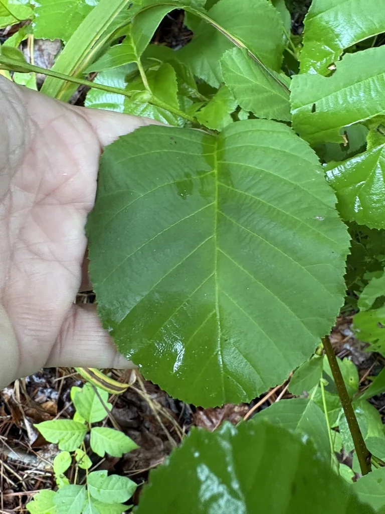Alnus Serrulata